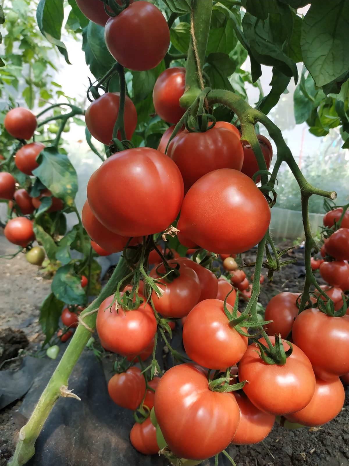 Red beefsteak F1 hybrid from the Lazarev Seeds catalogue — heavy fruit clusters, indeterminate habit